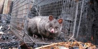 Possum in a trap. Image credit: Sam Banks Possum in a trap. Image credit: Sam Banks
