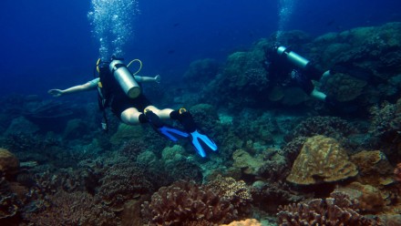 Researchers diving on a coral reef. Image: Jennie Mallela
