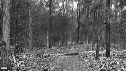 Prickly pear in dry sclerophyll woodland, after the biological campaign. Image WH Haselar, GJ Harvey.