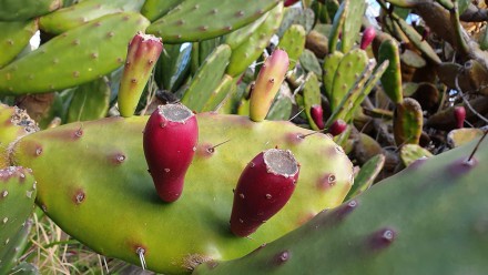 Prickly Pear, Opuntia stricta Prickly Pear, Opuntia stricta