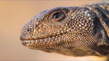 The lizard and the egg: Liolaemus lizards break golden rule of biology
