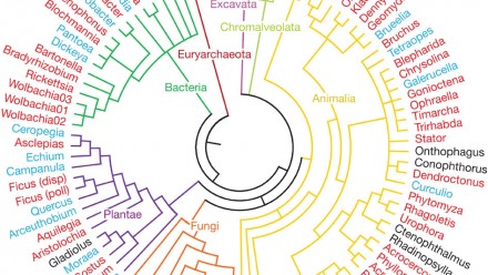 New Methods In Phylogenetics | ANU Research School Of Biology