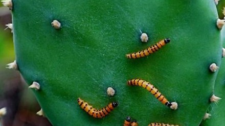 Cactoblastis cactorum caterpillars feeding on prickly pear.