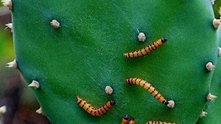 Cactoblastis cactorum caterpillars feeding on prickly pear. Cactoblastis cactorum caterpillars feeding on prickly pear.