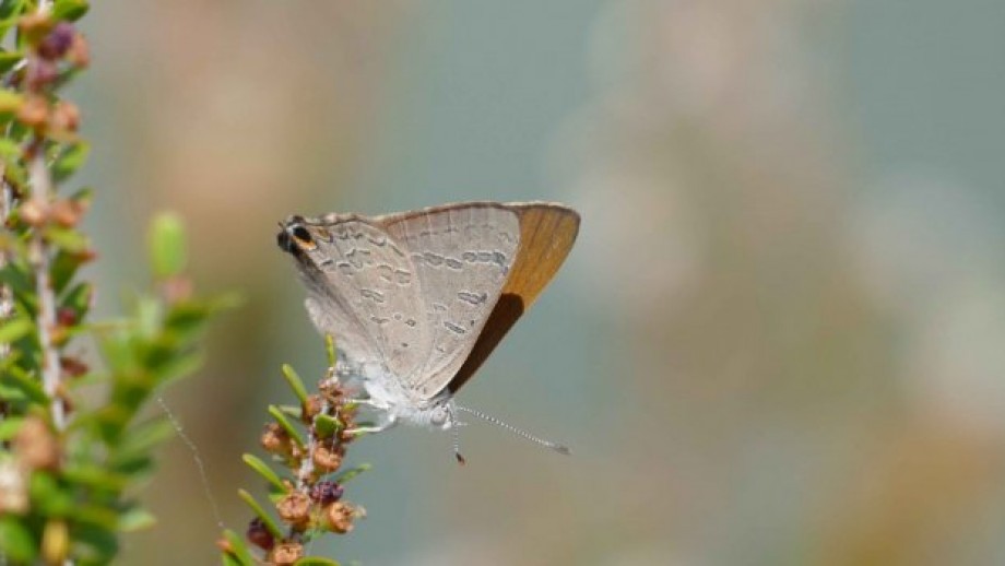 Researchers Need Help Photographing Butterflies