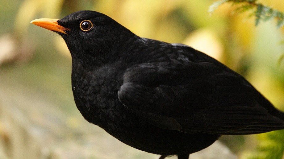 Warm springs, early laying don't harm bird flocks | ANU ...