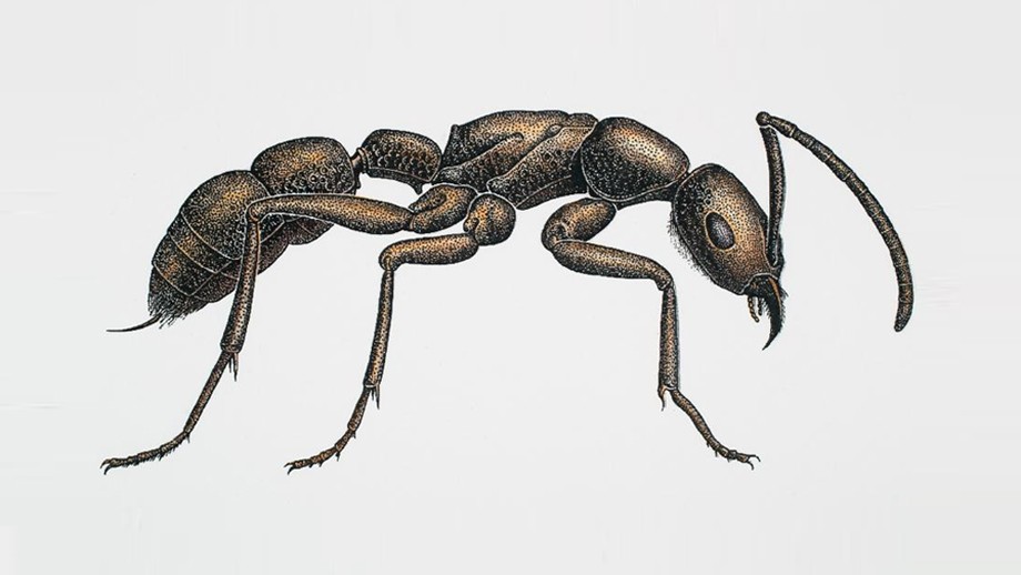 How to draw the Ant. Ants are social insects belonging to… | by cool drawing  | Medium