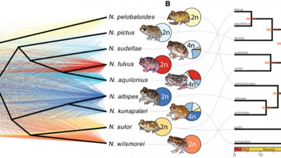 Polyploidy and adaptation in Australian burrowing frogs