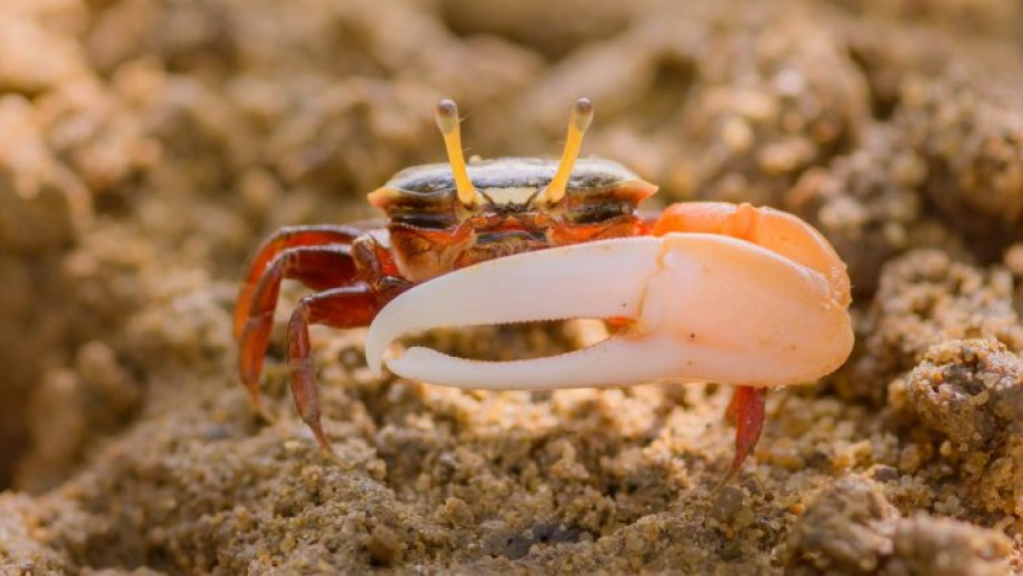 The Compound Eyes Of Fiddler Crabs A Tutorial  Anu -8874