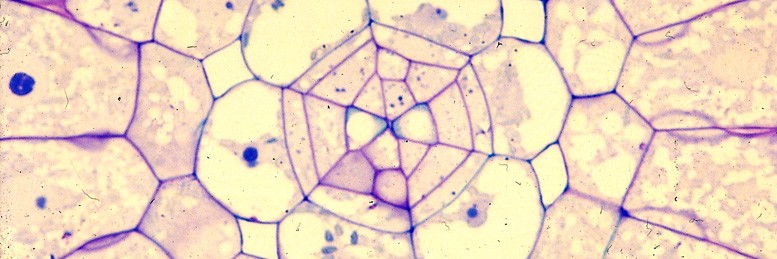 Toward Learning The Principles Of Plant Gene Regulation Trends In