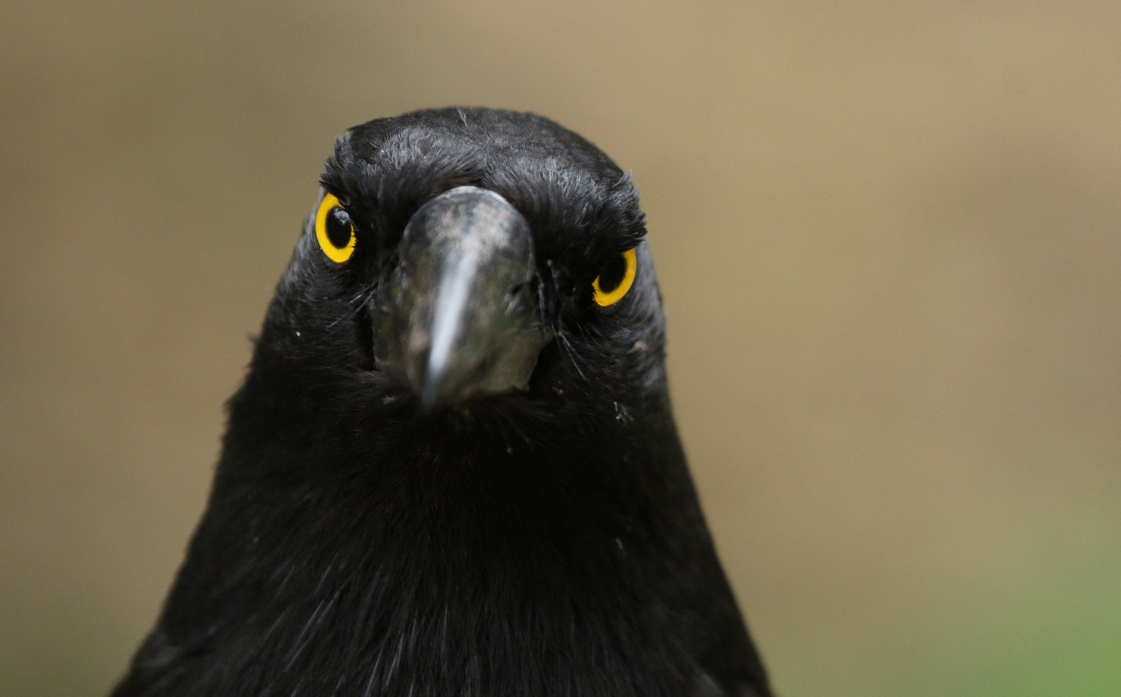 Birds cry wolf to scare predators | ANU Research School of Biology