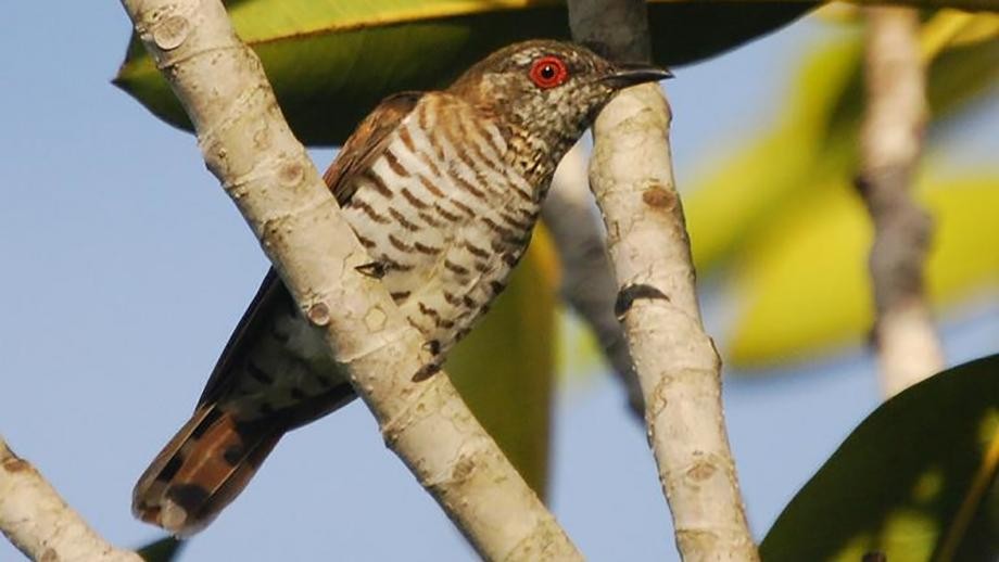 Cuckoos Trick Other Cuckoos In The Race To Own The Nest | ANU Research ...