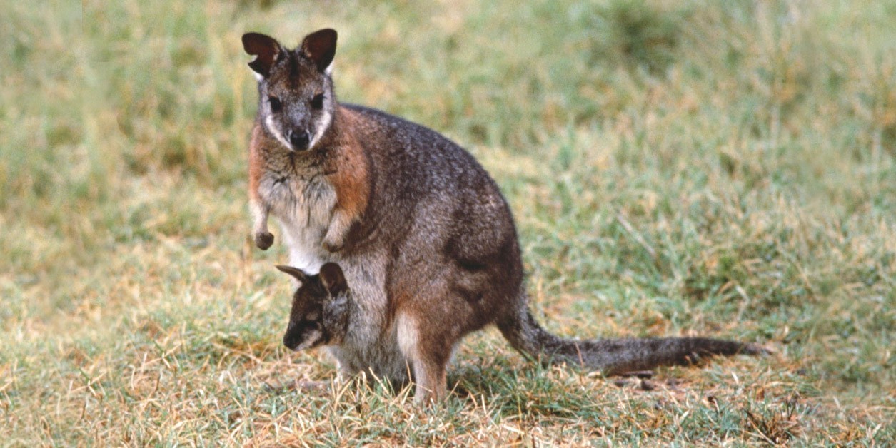 How do animals learn about poisonous plants? | ANU Research School of