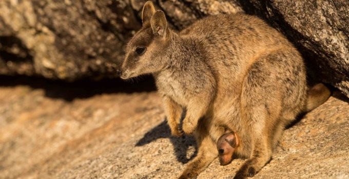 Rock-wallaby interbreeding causes rethink on evolution | ANU Research ...