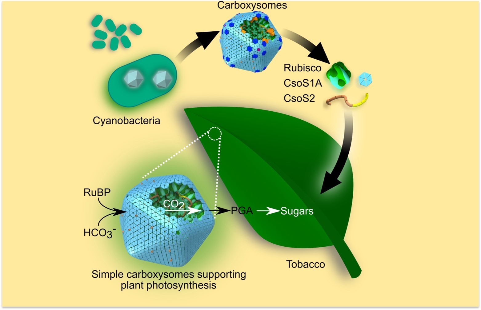 Price Group The cyanobacterial CO2 concentrating mechanism and the