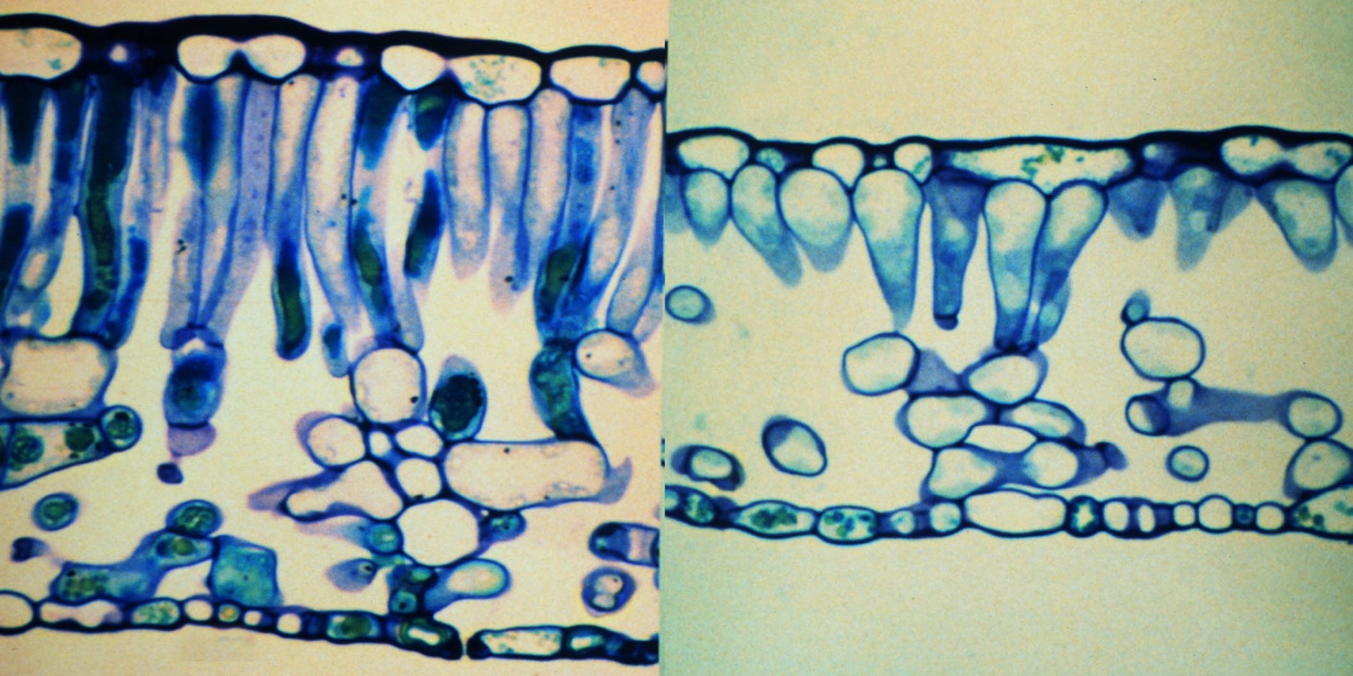 CO2 diffusion inside leaves | ANU Research School of Biology