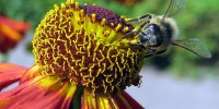 Bee and red flower Bee and red flower