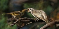 Cooperatively-breeding speckled warbler (left) feeding a black-eared cuckoo fledgling (right). Credit: David Cook. Cooperatively-breeding speckled warbler (left) feeding a black-eared cuckoo fledgling (right). Credit: David Cook.
