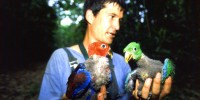 Robert Heinsohn with Eclectus parrot chicks (red female and green male) Robert Heinsohn with Eclectus parrot chicks (red female and green male)