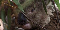 Koala, 'Ian" Koala, 'Ian"