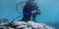 Dr Jennie Mallela taking a coral core skeleton sample. Dr Jennie Mallela taking a coral core skeleton sample.