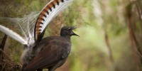 Male lyerbird singing (Image: Alex Maisey)