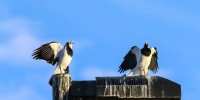 Magpie-lark pair duetting. Image: Pawel Rek