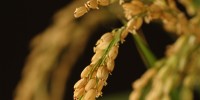 Rice seedling. Photo by Jeff Wilson Rice seedling. Photo by Jeff Wilson