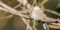 Superb fairy-wren Female superb fairy-wren. Photo Andrew Haysom