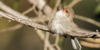 Female superb fairy-wren. Photo Andrew Haysom