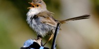 Female Superb fairy wren singing. Image: John Young.