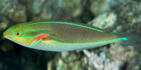 Blue-lined wrasse. Photo credit: Sally Pollack (creative commons license, http://eol.org/data_objects/11751640) Blue-lined wrasse. Photo credit: Sally Pollack (creative commons license, http://eol.org/data_objects/11751640).
