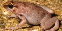 Cophixalus kulakula. Photo by Kieran Aland Cophixalus kulakula. Photo by Kieran Aland