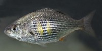 Shiner surfperch, Cymatogaster aggregata Shiner surfperch, Cymatogaster aggregata