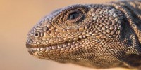 The lizard and the egg: Liolaemus lizards break golden rule of biology