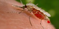 The battle to beat the malaria parasite