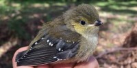 A helping hand for the forty-spotted pardalote