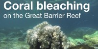 Coral bleaching on the Great Barrier Reef