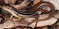 The Endangered 'Coastal Plains Skink'. Photo by Brad Maryan. The Endangered 'Coastal Plains Skink'. Photo by Brad Maryan.