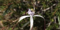 Spider Orchid