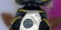 Microdot on a wasp Microdot on a wasp