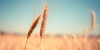 Wheat Wheat