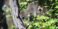 Wrens mobbing a cuckoo. Photo: William Feeney Wrens mobbing a cuckoo. Photo: William Feeney