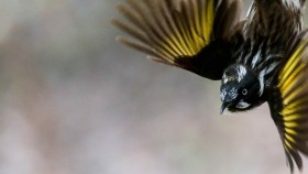 New Holland Honeyeater. Image credit Dr Jessica McLachlan