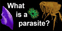 What is a parasite