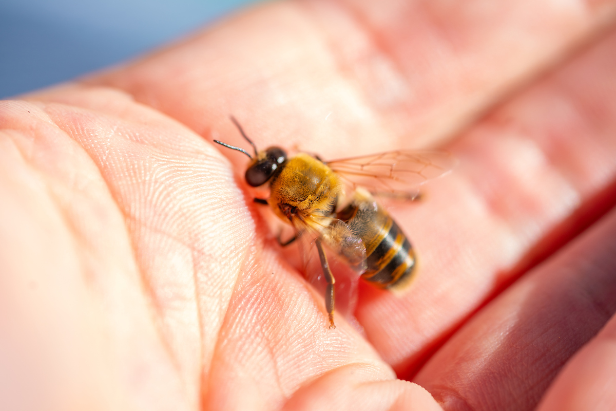 A bee A bee