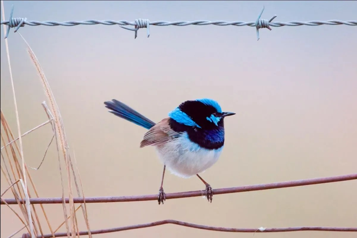 Fairywren perched on a wire fence, photo courtesy of Olivia Congdon/ANU Photo: Olivia Congdon/ANU