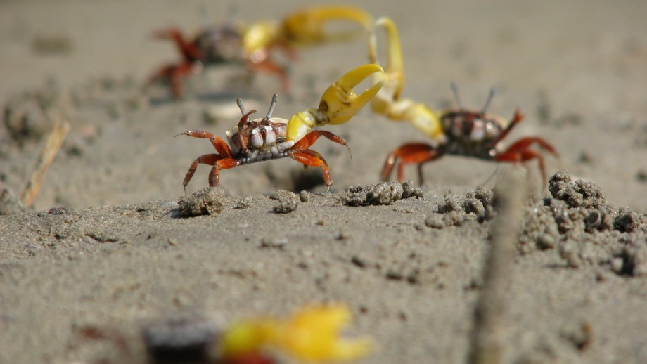 A scorpion confronting two fiddler crabs on sandy ground.