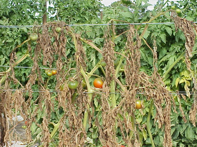 Tomato plants with dying leaves and a few unripe tomatoes hanging on trellises.