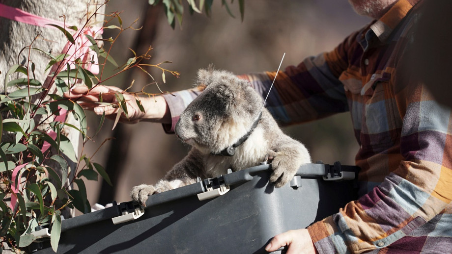 A koala is reintroduced to bush near the Two Thumbs Wildlife Sanctuary. A koala is reintroduced to bush near the Two Thumbs Wildlife Sanctuary.